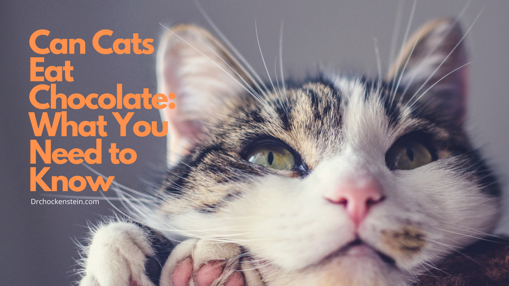 Can Cats Eat Chocolate: What You Need to Know