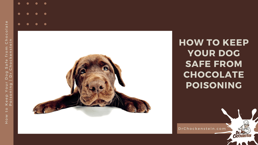 How to Keep Your Dog Safe from Chocolate Poisoning | Dr Chockenstein